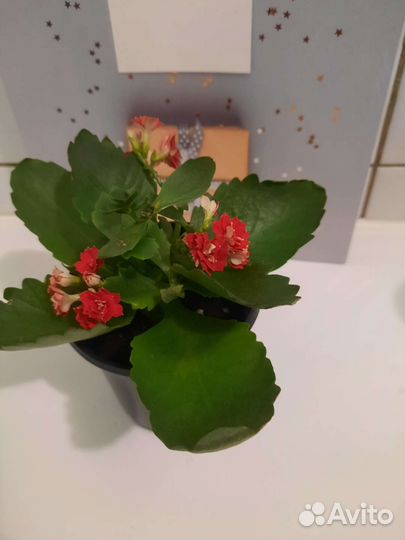 Каланхоэ цветущий