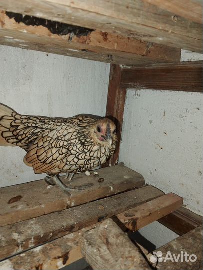 Куры Сибрайт