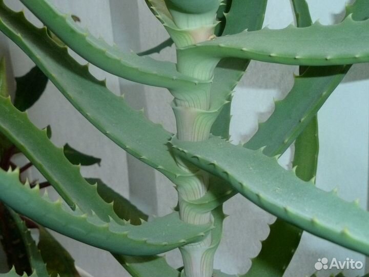 Алоэ. Лечебный