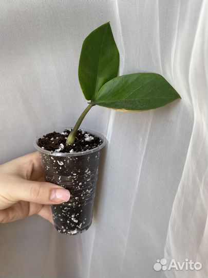 Замиокулькас