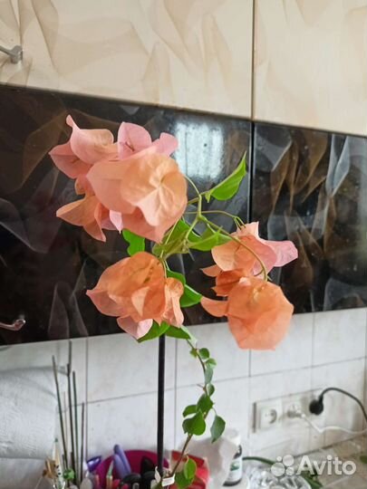 Гибискусы,бугенвиллии, алое, крассула