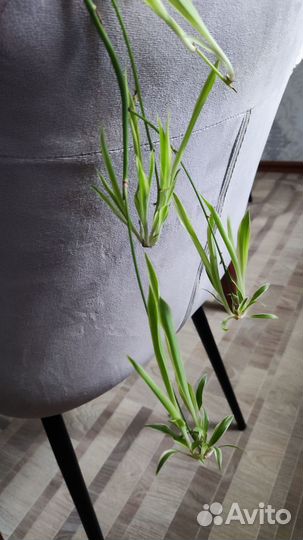 Хлорофитум