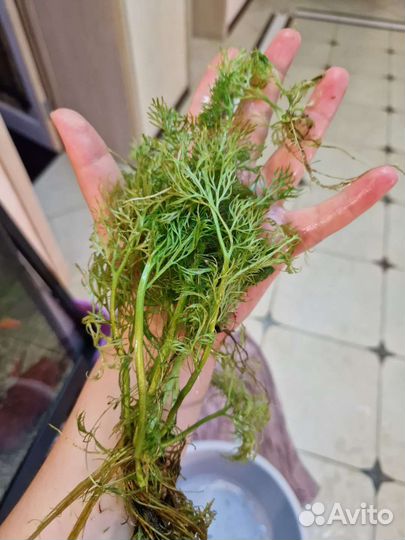 Индийский папоротник