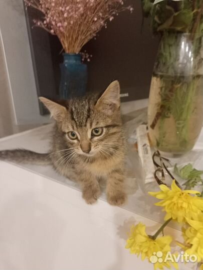 Четыре котенка ищут добрые руки