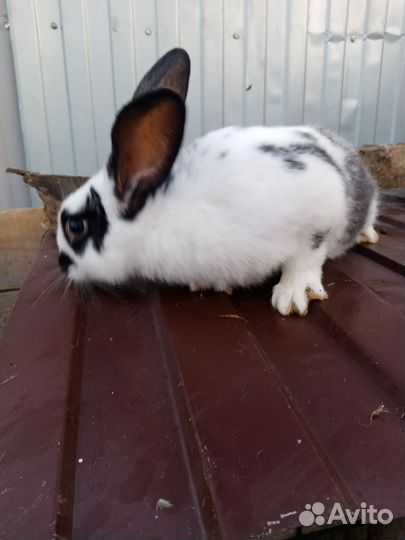Кролики мясных пород