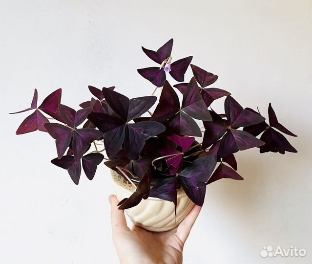 Кислица Оксалис