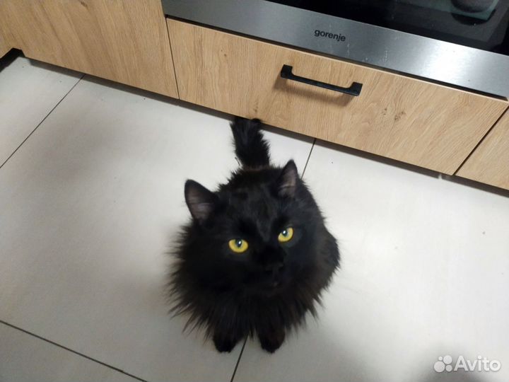 Кот Яша