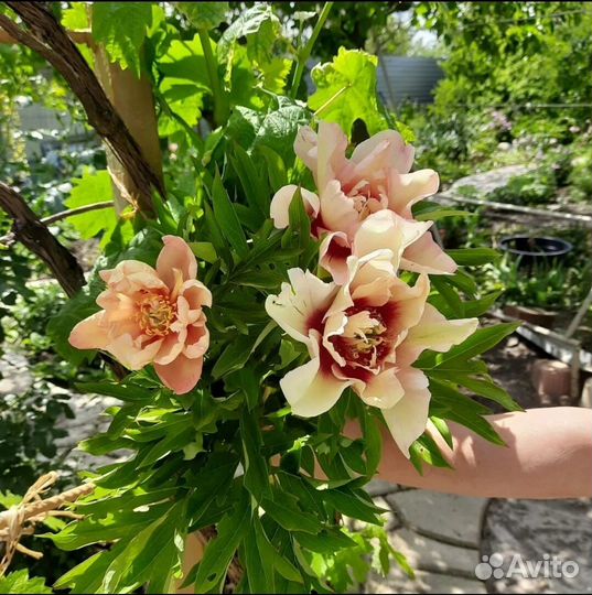 Пионы из личной коллекции