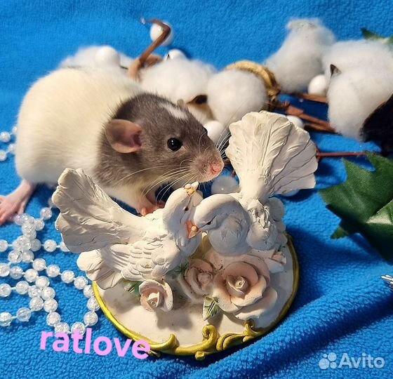 Крысята крысы дамбо