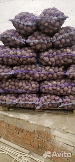 Продам картофель крупный