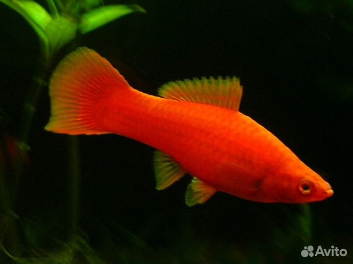 Скалярия Пиной, улитки и растения