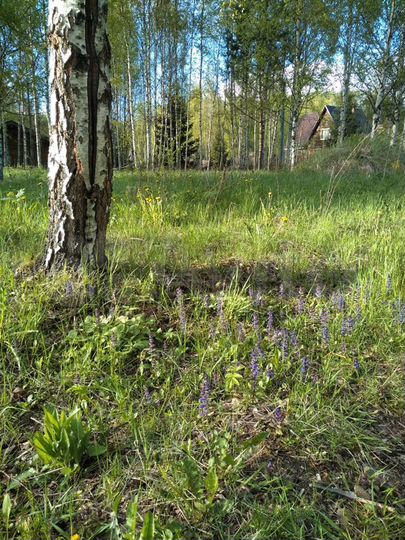 Участок 15 сот. (СНТ, ДНП)