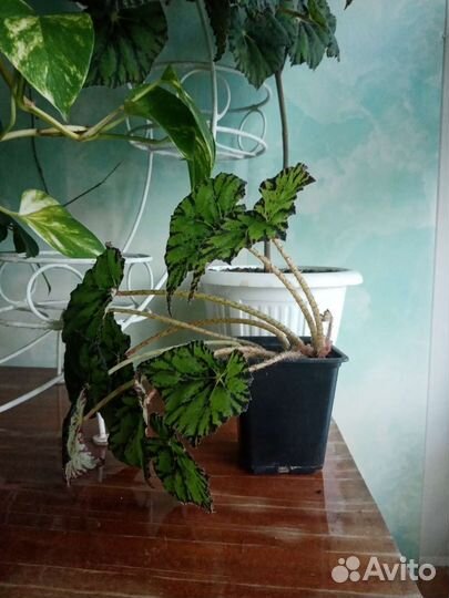 Бегония тигровая