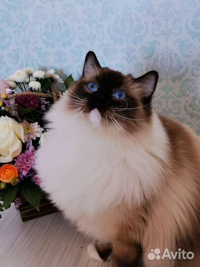 Котята регдолл