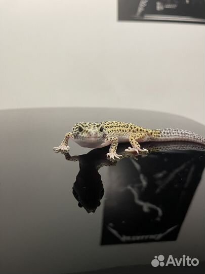 Эублефар самка