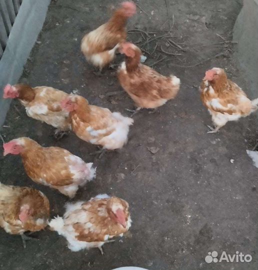 Куры несушки