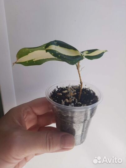 Драцена милки вей (млечный путь)