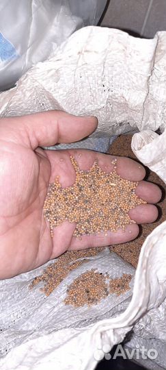 Горчица белая сидерат