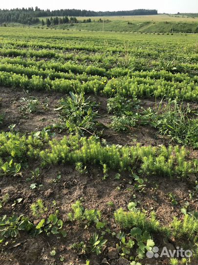 Сеянцы ели, сосны окс, зкс