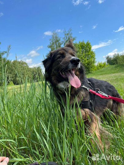 Собака из приюта ищет мам и пап