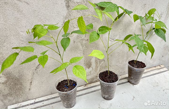 Глициния Blue moon (Голубая луна), Бобовник