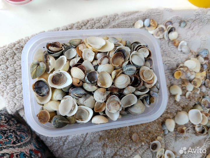 Сувениры и ракушки