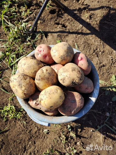 Продам картофель