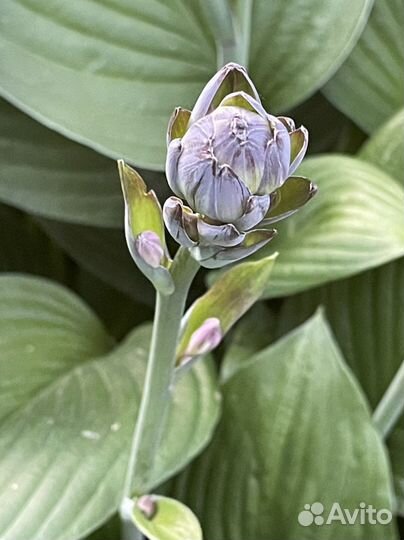 Взрослые кусты хост