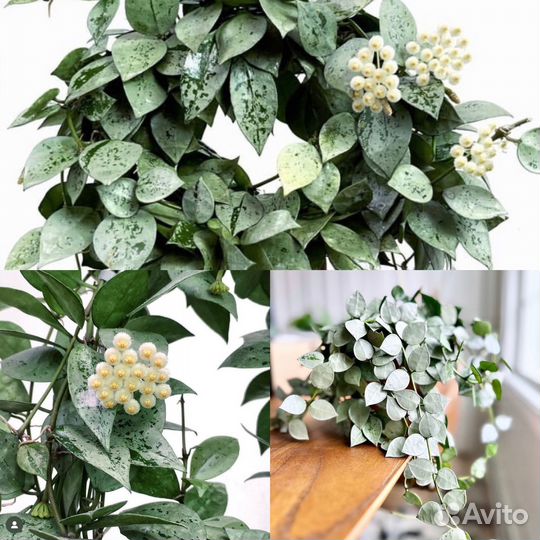 Хойи сортовые