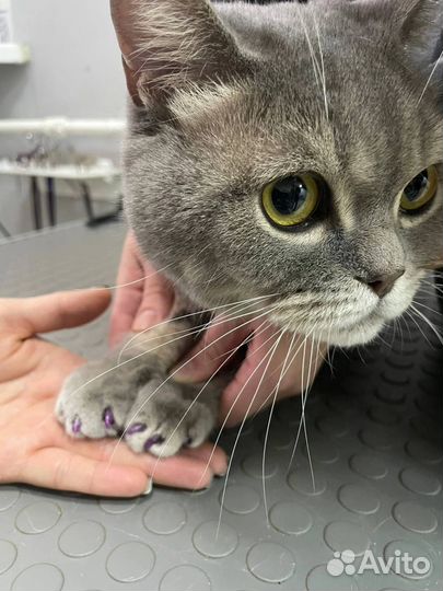 Стрижка кошек на дому с выездом