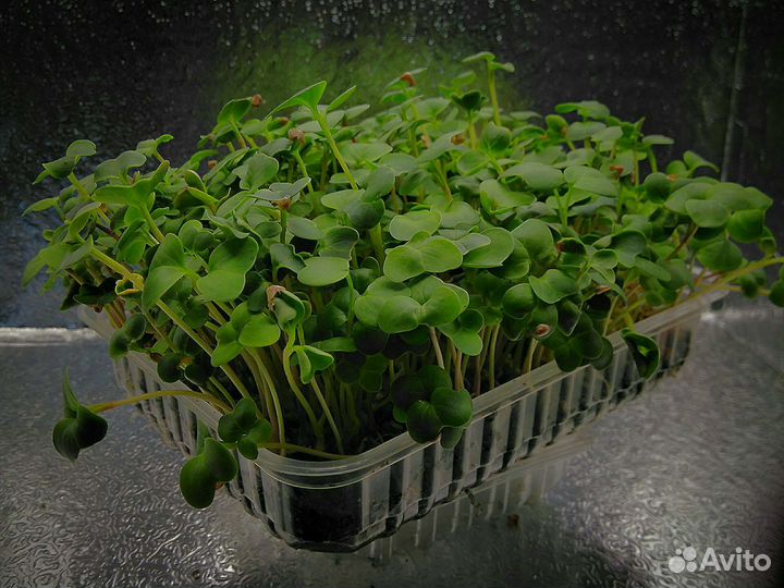 Микрозелень