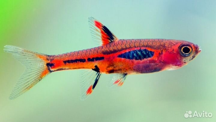 Расборы 7 видов