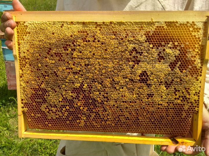 Рамки медовые для покормки пчёл