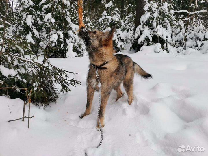 Хороший пёсик в добрые руки