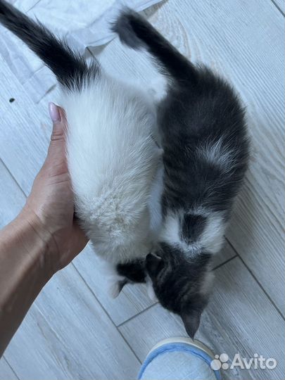 Котята ищут дом