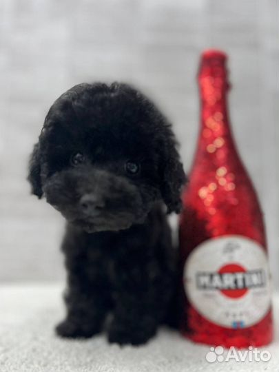 Пудель той тикап