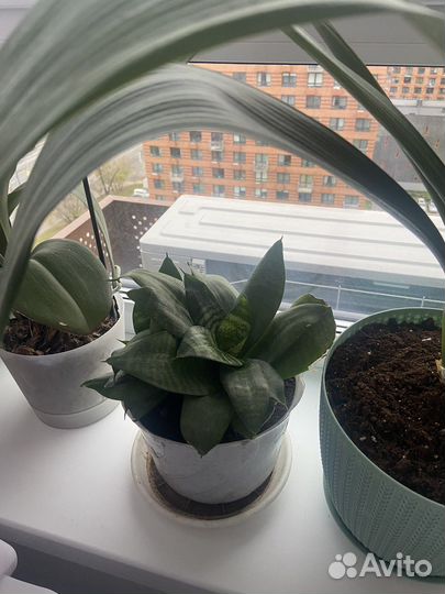 Кактус, лимон и другие домашние цветы