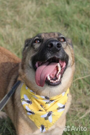 Кози сидит в приюте и грустит