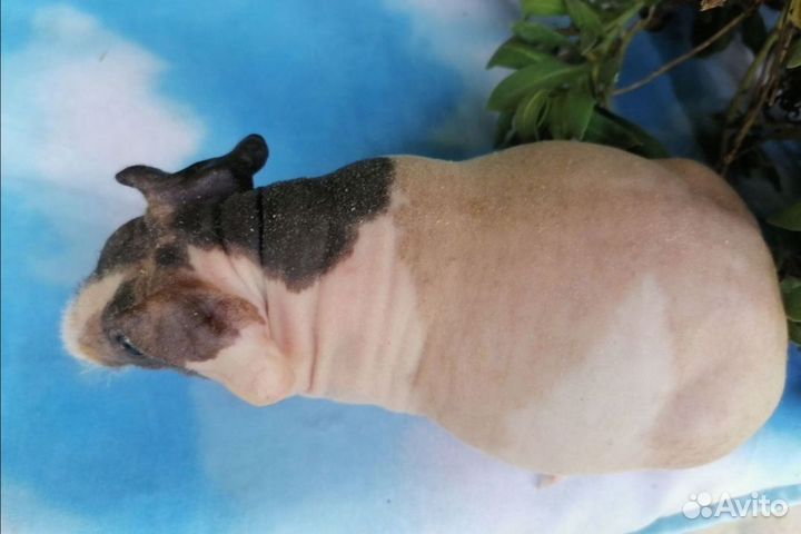 Морские свинки скинни