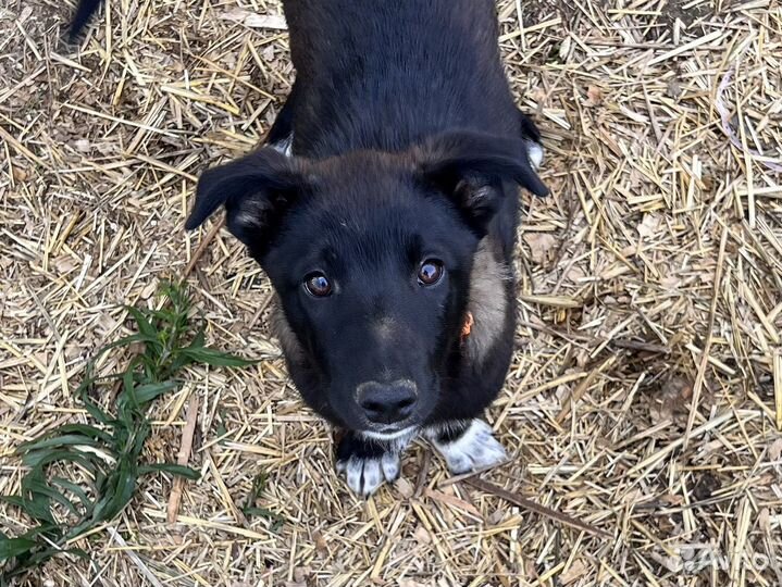 Щенок-подросток