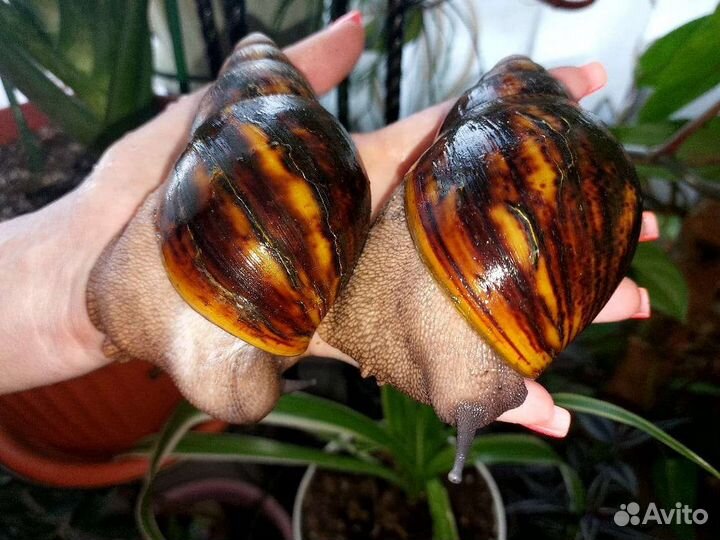 Улитки овумы