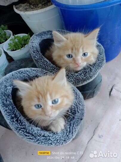 Котята в добрые руки приучены к лотку