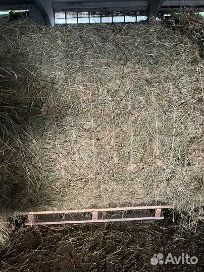 Продаю Сено