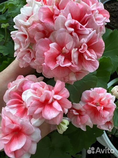Пеларгонии сортовые