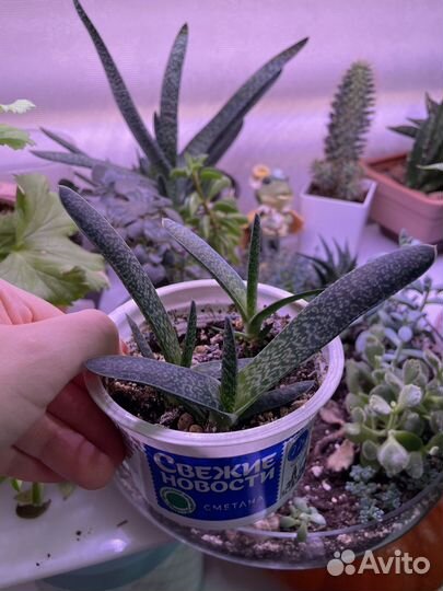 Суккуленты