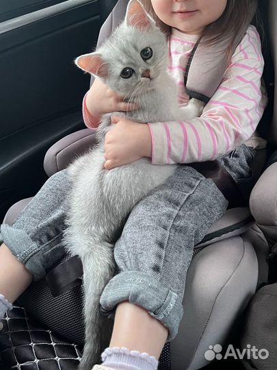 Серебряная шиншилла