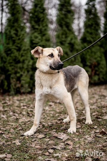 Самый ласковый ребенок тоскует в приюте