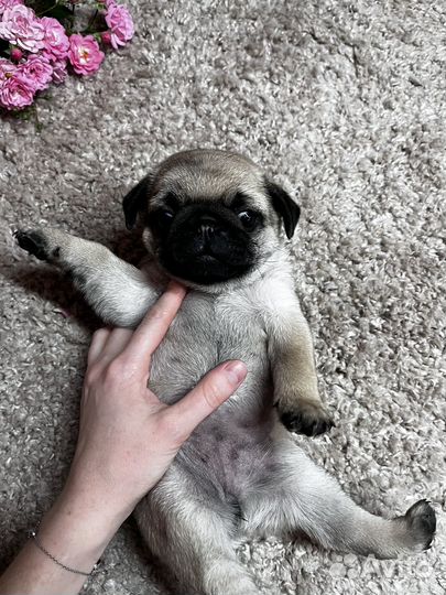 Щенки мопса