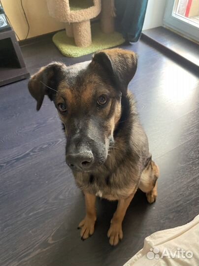 Собака в добрые руки