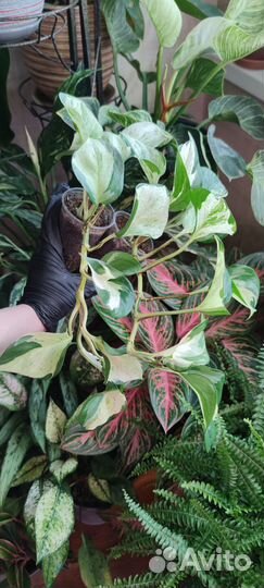 Эпипремнумы сортовые I